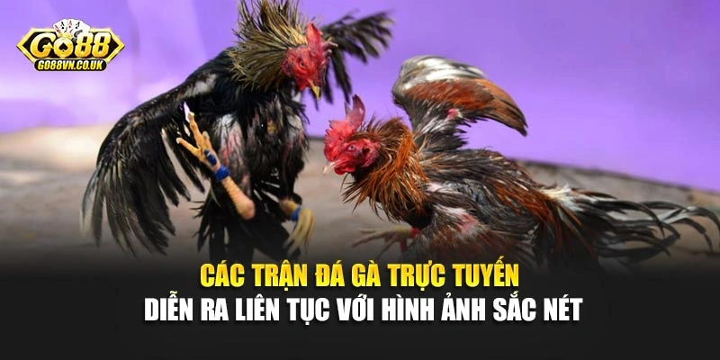 Các trận đá gà trực tuyến diễn ra liên tục với hình ảnh sắc nét